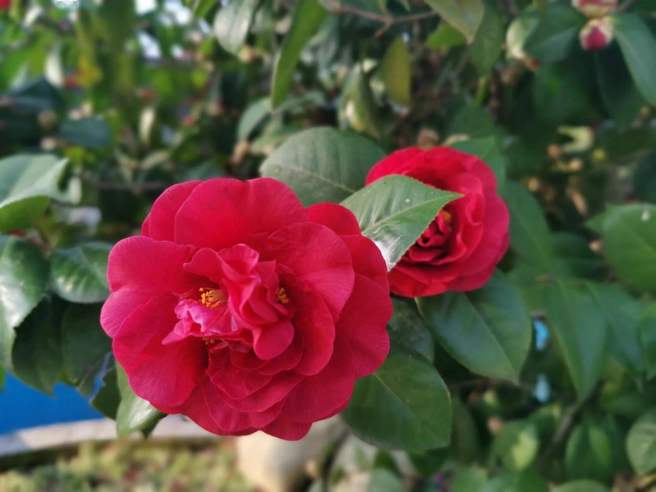 月令花的花语_月令花图片_十二月令花
