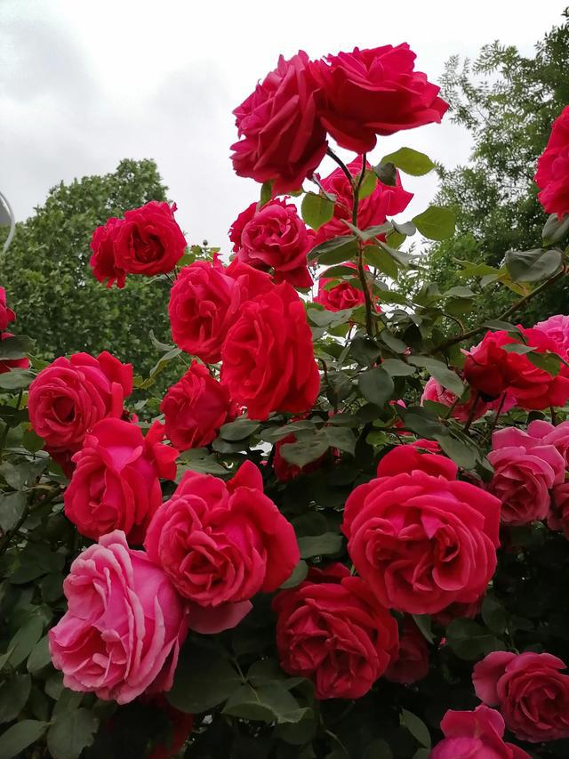 月令花的花语_月令花图片_十二月令花