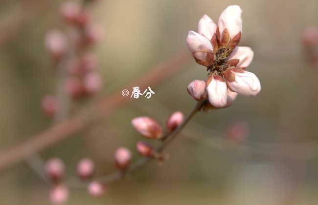 春分节气的气候特征_春分的气候特点_春分气候特征