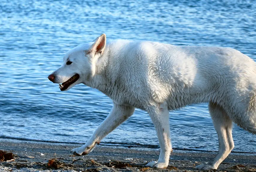 德牧犬手机游戏_德牧app_德国牧羊犬模拟器下载