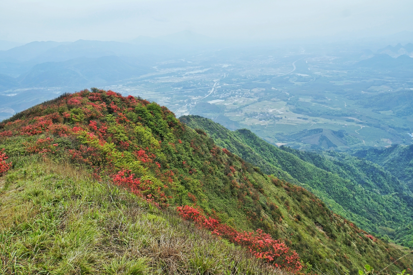 岭上开花打一中草药名_岭上开花_花开岭公益基地可以玩吗