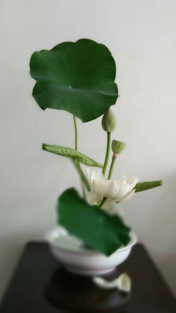 金穗花_金穗花_金穗花