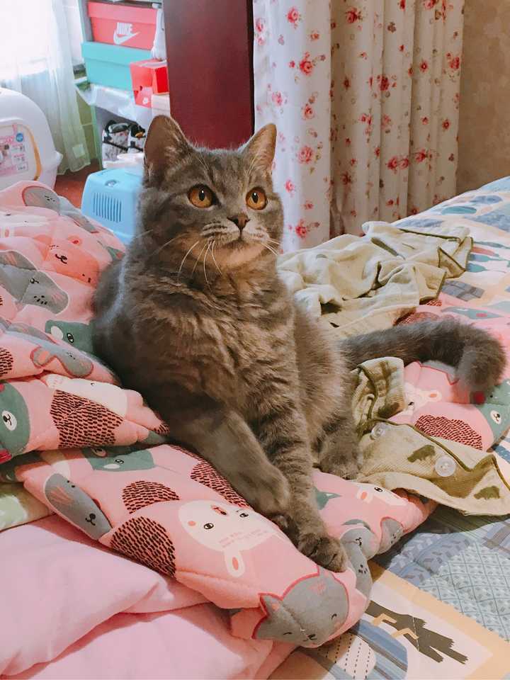 灰猫图片_灰猫_灰猫代表什么象征意义