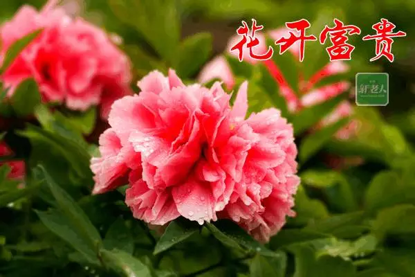 月嫂_3月31日_月夜忆舍弟唐杜甫